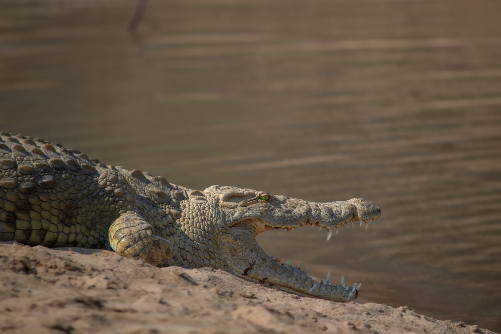 a large alligator sitting on top of a sandy beach